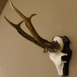 Rehgeweih Rehbock HL 26 cm Reh Bock Geweih Rehgeweihe 608.124