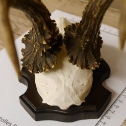 Rehgeweih Rehbock HL 26 cm Reh Bock Geweih Rehgeweihe 608.124