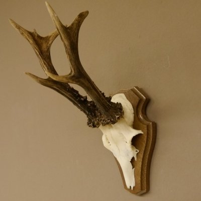Rehgeweih ung. 8 er Rehbock Gewicht 309 g Reh Bock Geweih Trophäenschild 608.125