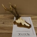 Rehgeweih ung. 8 er Rehbock Gewicht 309 g Reh Bock Geweih Trophäenschild 608.125
