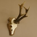 Rehgeweih ung. 8 er Rehbock Gewicht 309 g Reh Bock Geweih Trophäenschild 608.125