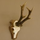 Rehgeweih ung. 8 er Rehbock Gewicht 309 g Reh Bock Geweih Trophäenschild 608.125