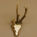Rehgeweih ung. 8 er Rehbock Gewicht 309 g Reh Bock Geweih Trophäenschild 608.125