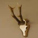 Rehgeweih ung. 8 er Rehbock Gewicht 309 g Reh Bock Geweih Trophäenschild 608.125