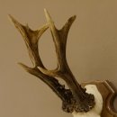 Rehgeweih ung. 8 er Rehbock Gewicht 309 g Reh Bock Geweih Trophäenschild 608.125