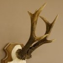 Rehgeweih ung. 8 er Rehbock Gewicht 309 g Reh Bock Geweih Trophäenschild 608.125