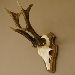 Rehgeweih ung. 8 er Rehbock Gewicht 309 g Reh Bock Geweih Trophäenschild 608.125
