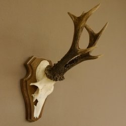 Rehgeweih ung. 8 er Rehbock Gewicht 309 g Reh Bock Geweih Trophäenschild 608.125