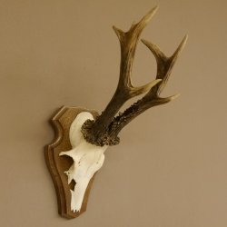 Rehgeweih ung. 8 er Rehbock Gewicht 309 g Reh Bock Geweih Trophäenschild 608.125