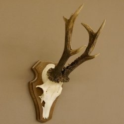 Rehgeweih ung. 8 er Rehbock Gewicht 309 g Reh Bock Geweih Trophäenschild 608.125