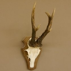 Rehgeweih ung. 8 er Rehbock Gewicht 309 g Reh Bock Geweih Trophäenschild 608.125