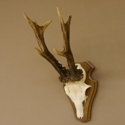 Rehgeweih ung. 8 er Rehbock Gewicht 309 g Reh Bock Geweih Trophäenschild 608.125