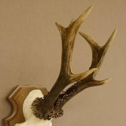 Rehgeweih ung. 8 er Rehbock Gewicht 309 g Reh Bock Geweih Trophäenschild 608.125