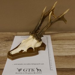 Rehgeweih ung. 8 er Rehbock Gewicht 309 g Reh Bock Geweih Trophäenschild 608.125