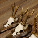 Rehgeweihe 4 Stück Rehböcke Reh Bock Geweihe Trophäenschilder 22.1283