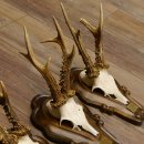 Rehgeweihe 4 Stück Rehböcke Reh Bock Geweihe Trophäenschilder 22.1283