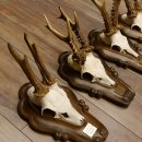 Rehgeweihe 4 Stück Rehböcke Reh Bock Geweihe Trophäenschilder 22.1283