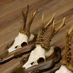 Rehgeweihe 4 Stück Rehböcke Reh Bock Geweihe Trophäenschilder 22.1283