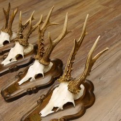 Rehgeweihe 4 Stück Rehböcke Reh Bock Geweihe Trophäenschilder 22.1283
