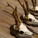 Rehgeweihe 3 Stück Rehböcke Reh Bock Geweihe Trophäenschilder 22.1284
