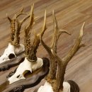 Rehgeweihe 3 Stück Rehböcke Reh Bock Geweihe Trophäenschilder 22.1284