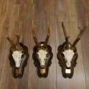 Rehgeweihe 3 Stück Rehböcke Reh Bock Geweihe Trophäenschilder 22.1284