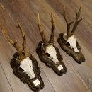 Rehgeweihe 3 Stück Rehböcke Reh Bock Geweihe Trophäenschilder 22.1284