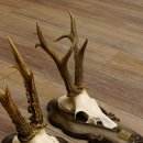 Rehgeweihe 3 Stück Rehböcke Reh Bock Geweihe Trophäenschilder 22.1284