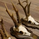 Rehgeweihe 3 Stück Rehböcke Reh Bock Geweihe Trophäenschilder 22.1284