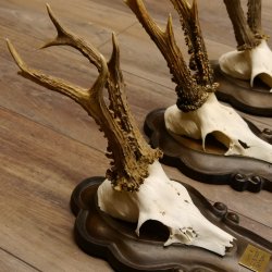Rehgeweihe 3 Stück Rehböcke Reh Bock Geweihe Trophäenschilder 22.1284
