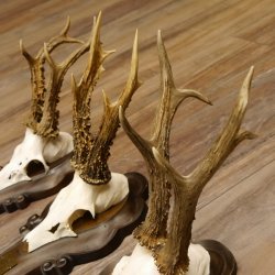 Rehgeweihe 3 Stück Rehböcke Reh Bock Geweihe Trophäenschilder 22.1284