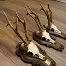 Rehgeweihe 3 Stück Rehböcke Reh Bock Geweihe Trophäenschilder 22.1285