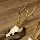 Rehgeweihe 3 Stück Rehböcke Reh Bock Geweihe Trophäenschilder 22.1285