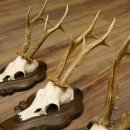 Rehgeweihe 3 Stück Rehböcke Reh Bock Geweihe Trophäenschilder 22.1285