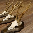 Rehgeweihe 3 Stück Rehböcke Reh Bock Geweihe Trophäenschilder 22.1285