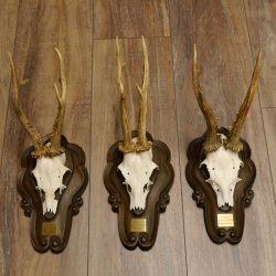 Rehgeweihe 3 Stück Rehböcke Reh Bock Geweihe Trophäenschilder 22.1285