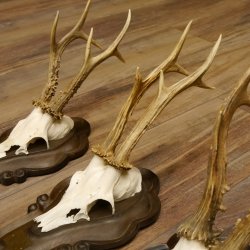 Rehgeweihe 3 Stück Rehböcke Reh Bock Geweihe Trophäenschilder 22.1285