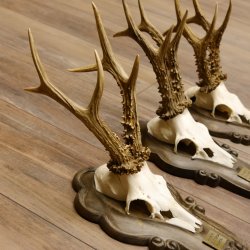 Rehgeweihe 3 Stück stärkere Rehböcke Reh Bock Geweihe Trophäenschilder 22.1286