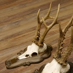 Rehgeweihe 3 Stück stärkere Rehböcke Reh Bock Geweihe Trophäenschilder 22.1286