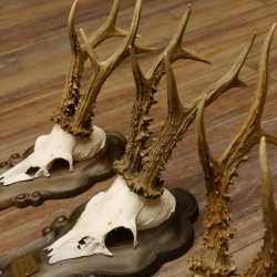 Rehgeweihe 3 Stück stärkere Rehböcke Reh Bock Geweihe Trophäenschilder 22.1286