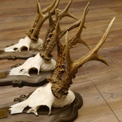 Rehgeweihe 3 Stück stärkere Rehböcke Reh Bock Geweihe Trophäenschilder 22.1286