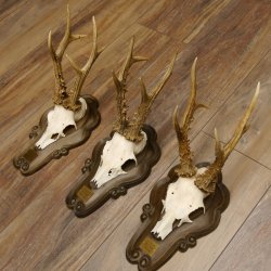 Rehgeweihe 3 Stück stärkere Rehböcke Reh Bock Geweihe Trophäenschilder 22.1286
