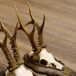 Rehgeweihe 3 Stück stärkere Rehböcke Reh Bock Geweihe Trophäenschilder 22.1286