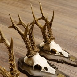 Rehgeweihe 3 Stück stärkere Rehböcke Reh Bock Geweihe Trophäenschilder 22.1286