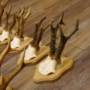 Rehgeweihe 10 Stück Rehböcke Reh Bock Geweihe Trophäenschilder 22.1289