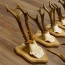 Rehgeweihe 10 Stück Rehböcke Reh Bock Geweihe Trophäenschilder 22.1289