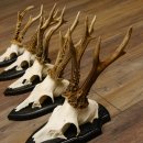 Rehgeweihe 5 Stück Rehböcke Reh Bock Geweihe Trophäenschilder 22.1290