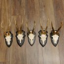 Rehgeweihe 5 Stück Rehböcke Reh Bock Geweihe Trophäenschilder 22.1290