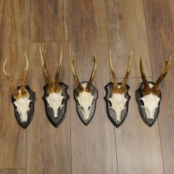 Rehgeweihe 5 Stück Rehböcke Reh Bock Geweihe Trophäenschilder 22.1290