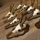 Rehgeweihe 9 Stück Rehböcke Reh Bock Geweihe Trophäenschilder 22.1291